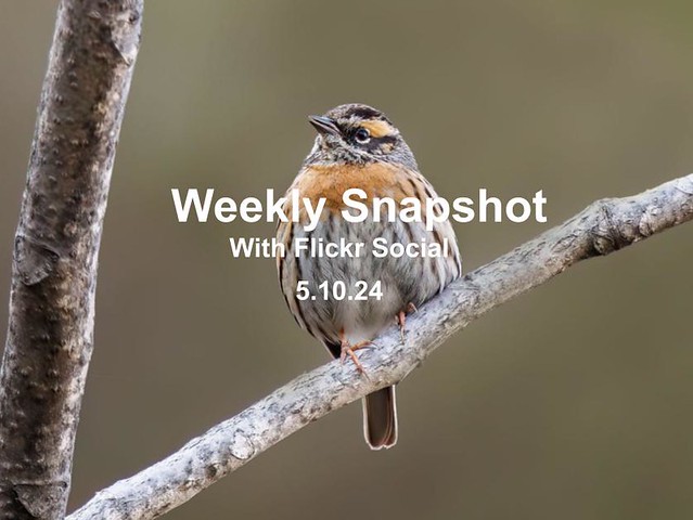 Weekly Snapshot with Flickr Social - 5/10/24