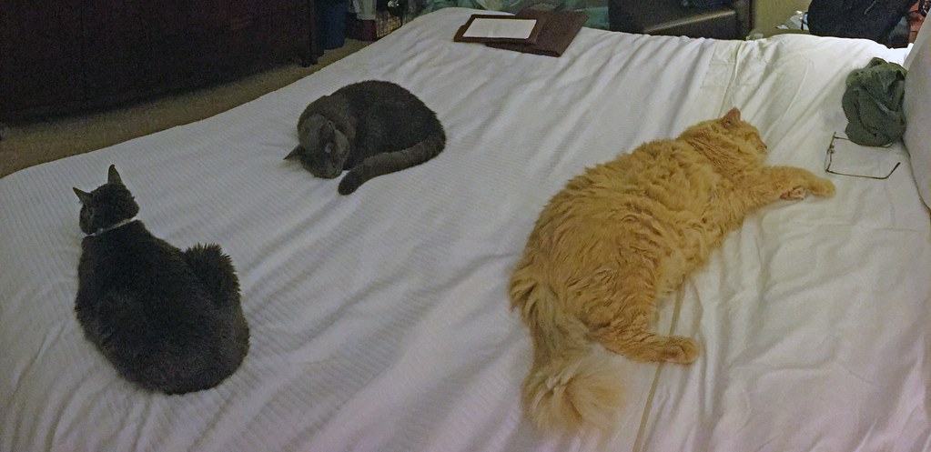 Three Cats in a Hotel