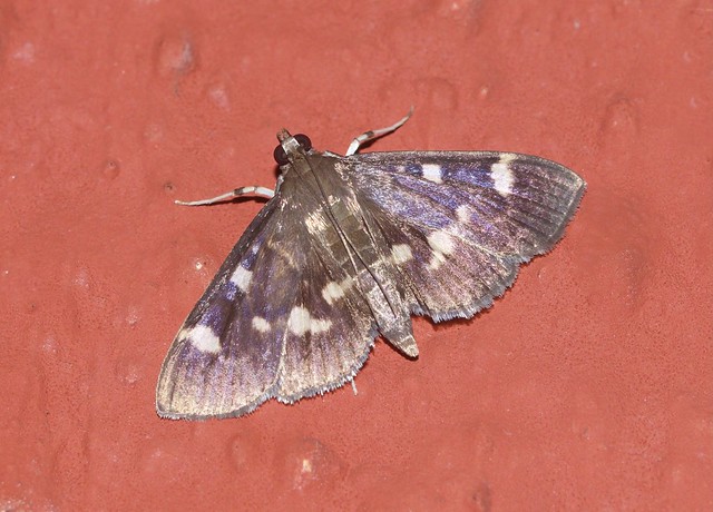 ecosystem/fauna/Crambid Moth (Herpetogramma luctuosalis)