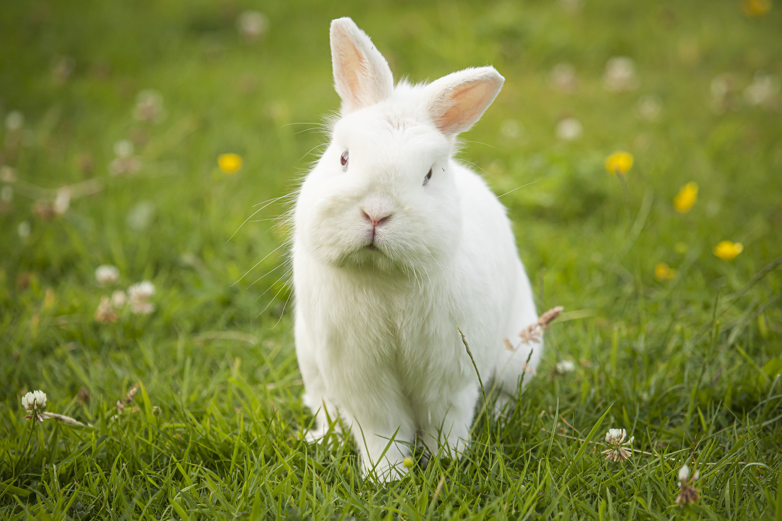 Suprr Rabbit Flickr Stuff | Flickr