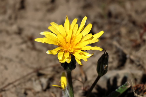 False agoseris,  Nothocalais troximoides, nativeplants wildflowers nile washingtonstate yakimacounty fs1701