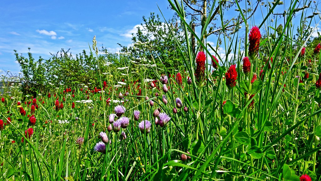 Blumen Wiese - Flower meadow