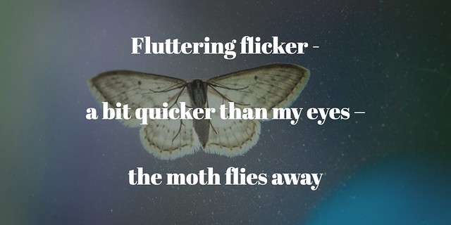 Moth Flicker