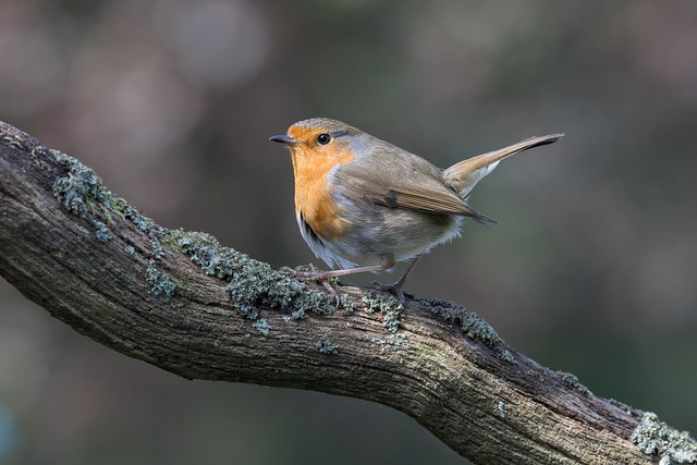 Who can resist a Robin