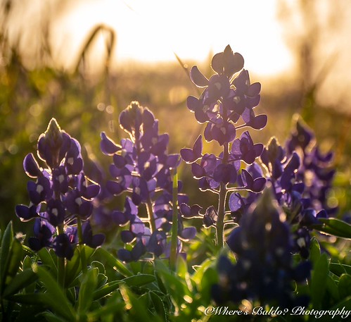 Texas Bluebonnets by wheres.baldo, I was fortunate to find some spots with beautiful bluebonnets while visiting Texas a few weeks ago.