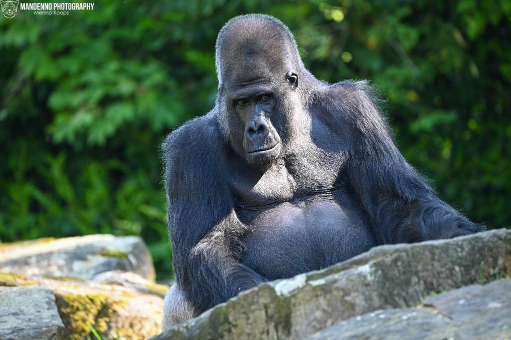 Western lowland gorilla - Zoo Hannover