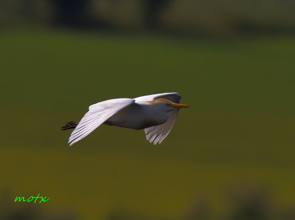 Garcilla bueyera -bubulcus ibis.Peralvillo.Spain.--