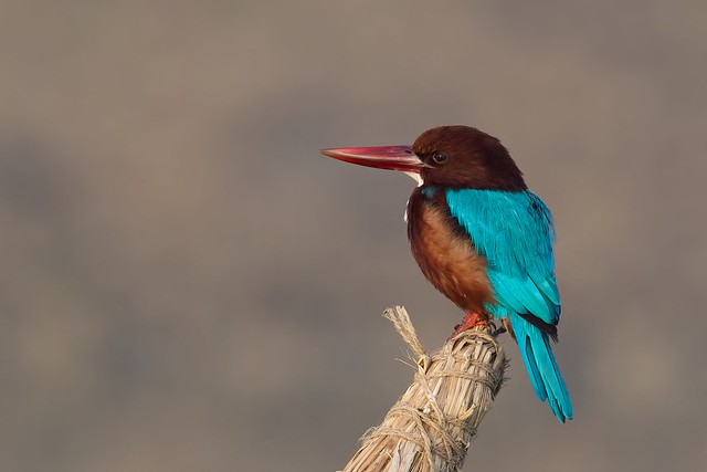 White-throated Kingfisher - pondering in the morning sun