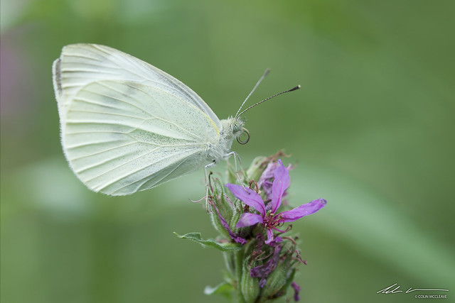 CABBAGE WHITE BUTTERFLY-NIKON D7100-DSC_7870-SIG