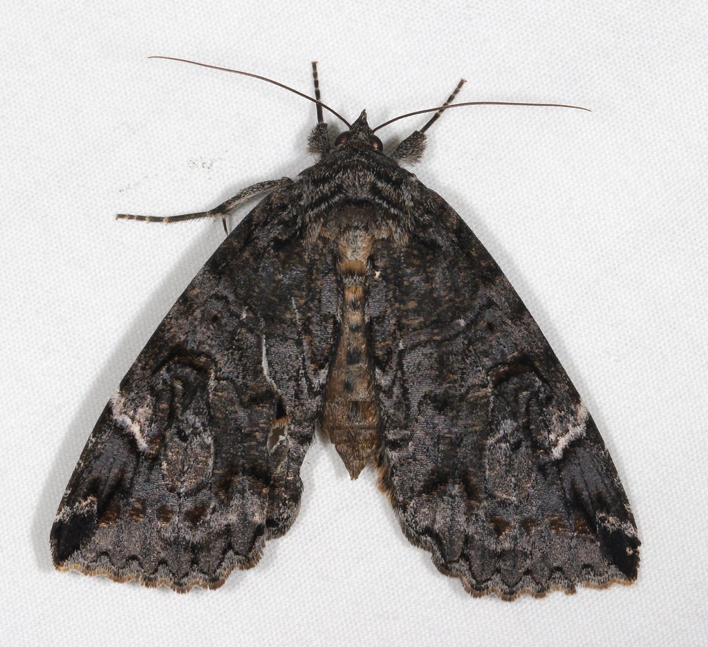 Locust Moth Locust Underwing Moth | Species: Euparthenos nubilis Common … | Flickr