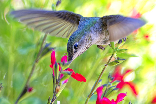 Hummingbird