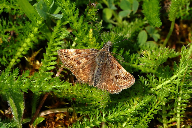 (R8) Dingy Skipper (Erynnis tages)