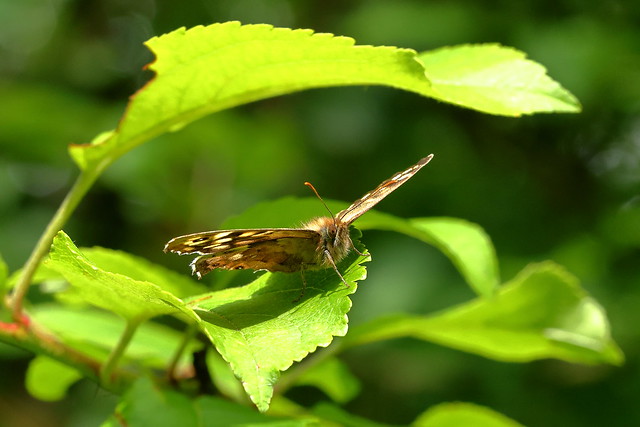 (R8) Speckled Wood (Pararge aegeria)