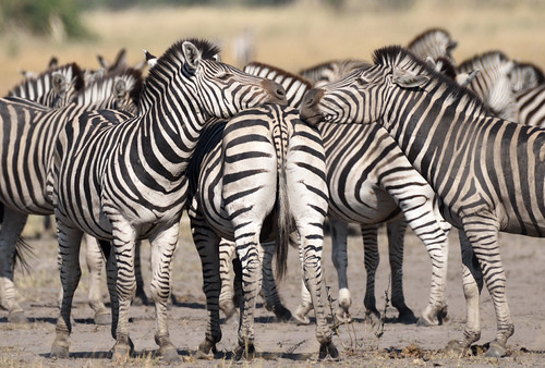 Dazzle of Zebra