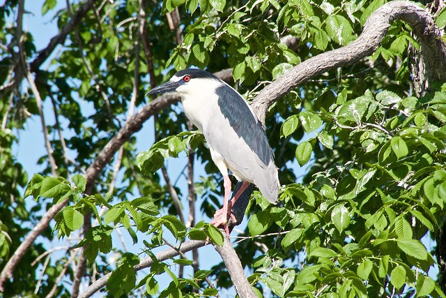 Male Night Herron on the Bird-Island tree managing young babies ✌️😊
