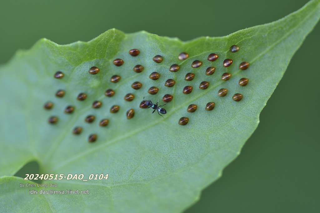 20240515-DAO_0104 寄生蜂,膜翅目,細腰亞目,寄生性昆蟲,姬蜂科,椿橡蟲卵,蟲卵,瘤緣椿象蟲卵,自然… | Flickr