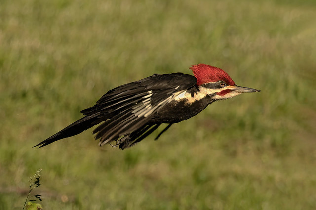 Pileated Woodpecker Male at Take-off