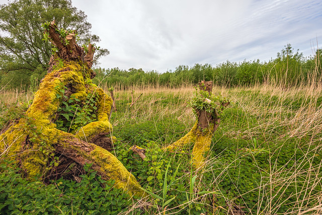 Bemoste wilgenbomen - Mossy willow trees