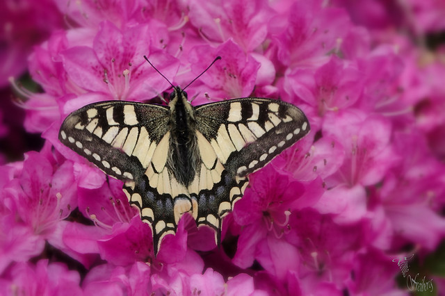 Schwalbenschwanz (Papilio machaon), swallowtail