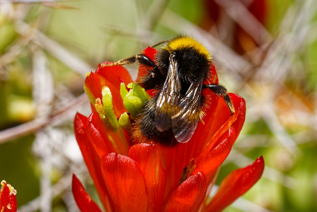 Bumblebee on echinocereus blossom