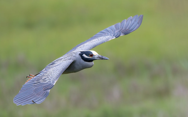 yellow crowned night heron   5-20-2024