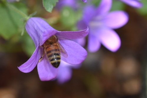 Honey Camping Out | by suekelly52