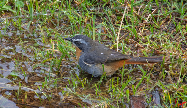 Cape Robin-chat in shower