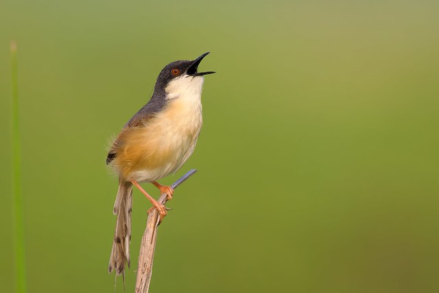Ashy Prinia - Filling up the morning air with its beautiful song 🎵