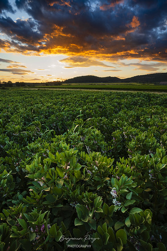 Country Sunset - May 26, 2024 Explore by Benjamin PREYRE Photography, You can also follow me on my Facebook & Instagram pages !
Contact me at: bpreyre@gmail.com reg
