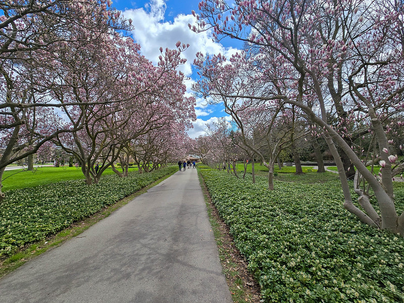The alley leading to the floral showcase, with magnolia trees in full bloom on each side, with pink flowers.
