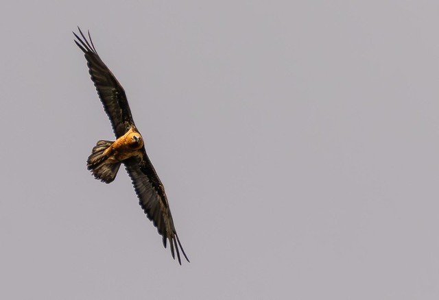 Gypaète barbu - Gypaetus barbatus - Bearded Vulture - Bartgeier - Quebrantahuesos - Gipeto