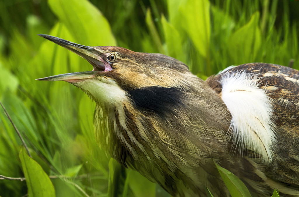 bittern calls | An American bittern calls out | Scott Ripley | Flickr