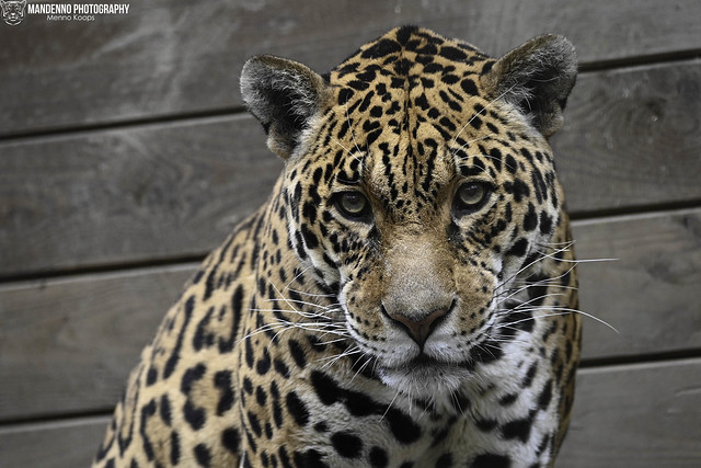 Jaguar - Parc Animalier de Bouillon