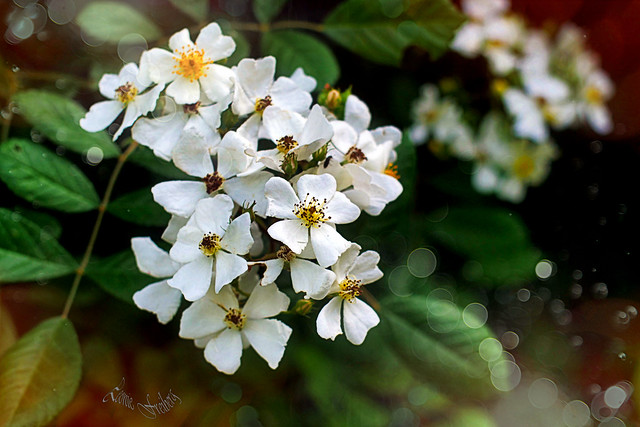 Frühlingsblüten