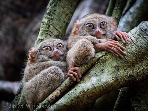 Tangkoko Tour - Tarisers