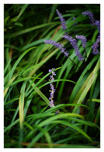 #SONY #ILCE7M2 #a7ii #Sonyimages #50mm #lomography #lomoartlens #lomo #newJupiter3 #botanical  #plant #plantart #botanicalphotography #botanicalart #bokeh #Depthoffield #dof #Asia #Tokyo #Japan #吉祥寺 #井の頭恩賜公園 #武蔵野市 #shinikegamigreen