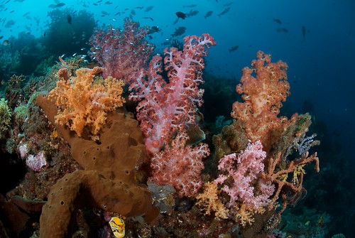 Murex Manado - Manado Bay Soft Corals