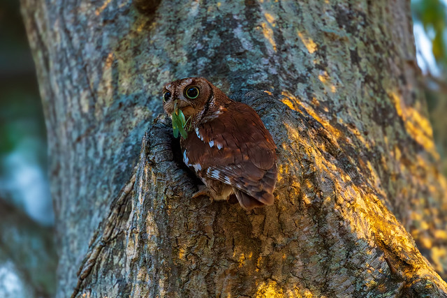 Mama Screech Owl Meal Delivery (2)