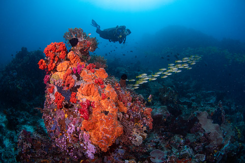 Bangka - Soft Corals