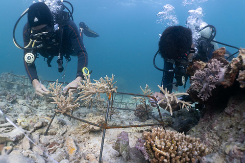 Ocean Garderen Coral Farm