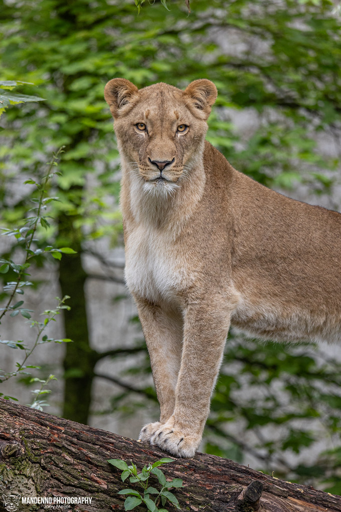 African Lioness - Allwetterzoo Munster