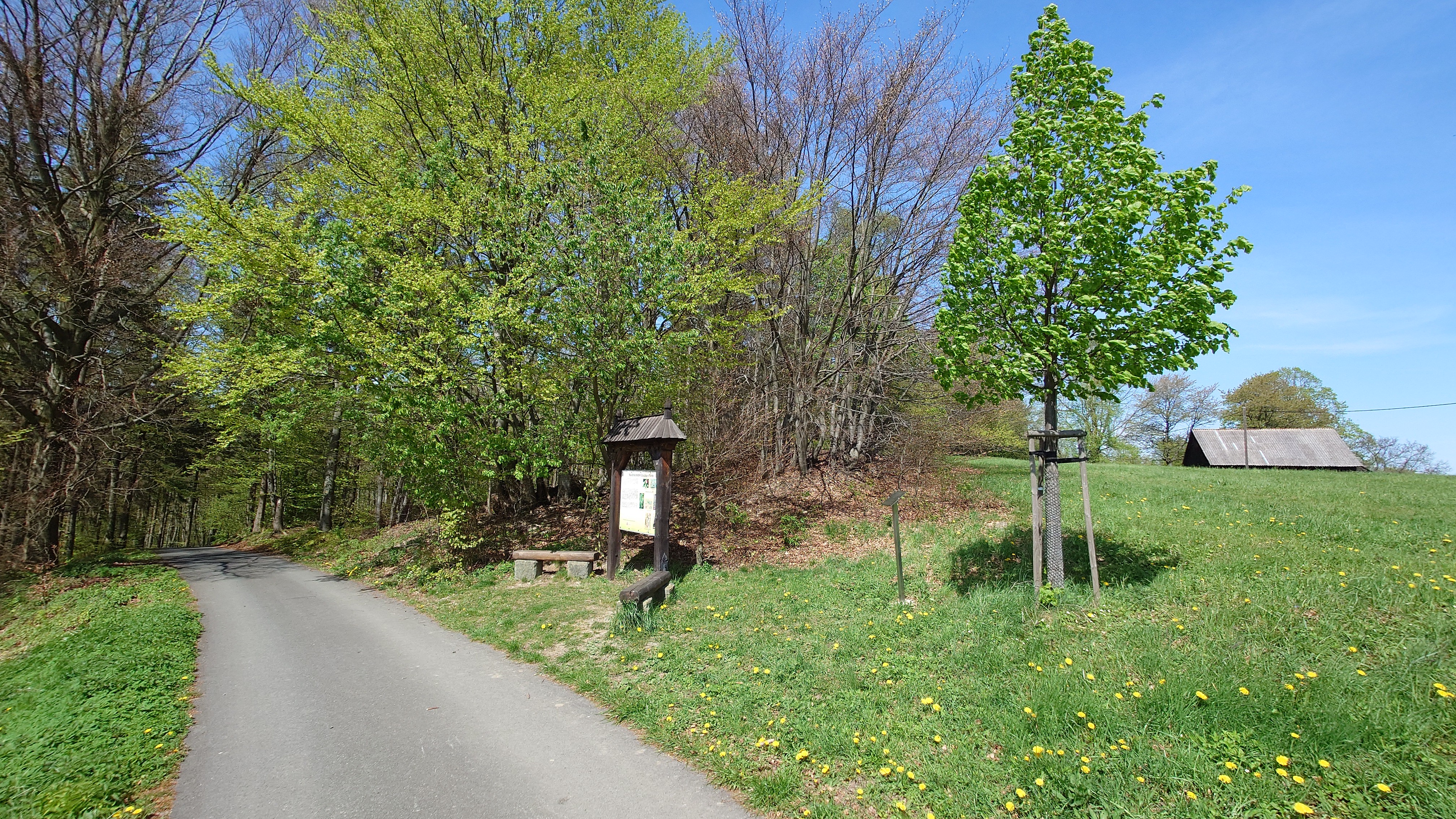 Památná lípa ve spodní části Loučky (29.4. 2024)