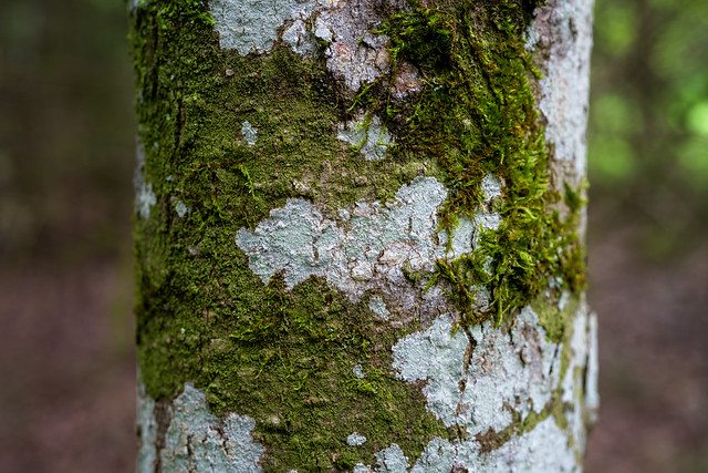 Tree bark with moss