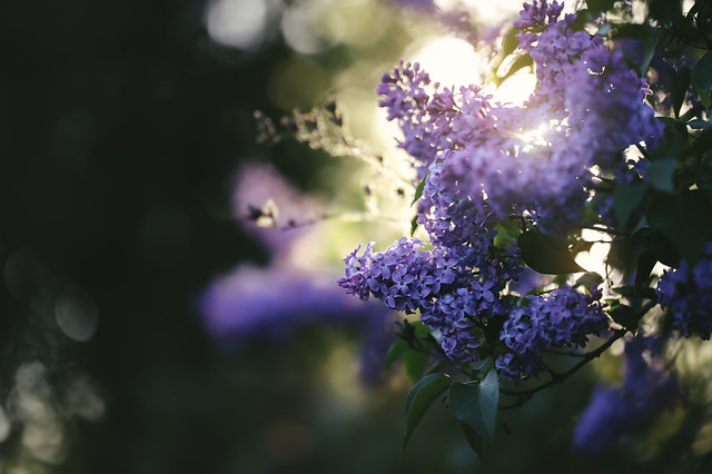 Twilight Lilacs: Evening Petal Glow