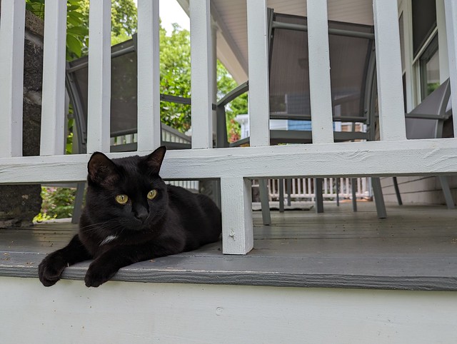 Porch Kitty