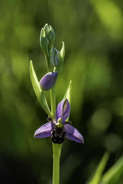 bee orchid 2024