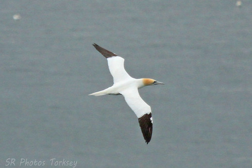 Bempton Cliffs | by SR Photos Torksey