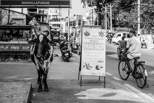 Street Photography, Mahabalipuram by Geraint Rowland Photography, Street image taken in Mahabalipuram in Tamil Nadu at sunrise.  A Cow stands next to a restaurant's d