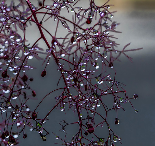 Delicate | by lindsaymac32