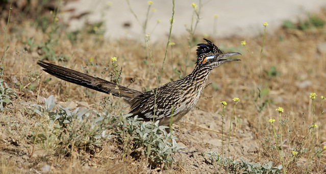 Greater Roadrunner (Geococcyx californianus)